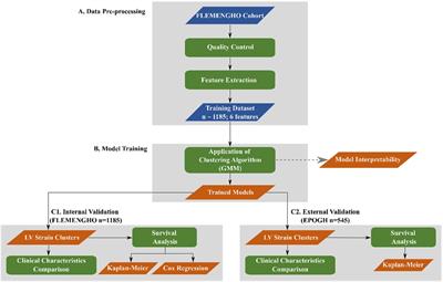 Feature-based clustering of the left ventricular strain curve for cardiovascular risk stratification in the general population